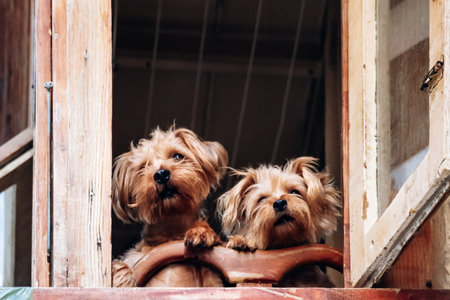 Two dogs looking out from a traditional Maltese wooden balcony with open windows