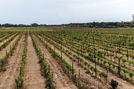 Maltese vineyards with young green grapevines growing in symmetrical rows on dry Mediterranean soil under an overcast skyの写真素材