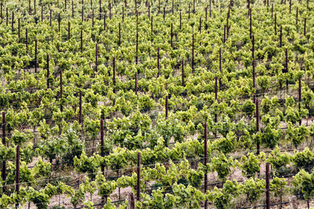 Maltese vineyards with young green grapevines growing in symmetrical rows on dry Mediterranean soil...