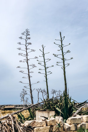 Tall flowering agave plants with dry stalks standing in a rural Mediterranean landscape between Marsaskala and Marsaxlokkの写真素材
