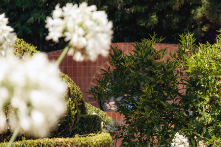 White agapanthus flowers in the gardenの写真素材