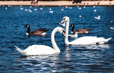 Swans and seagulls in a pond in Hyde Park in London on a sunny day
