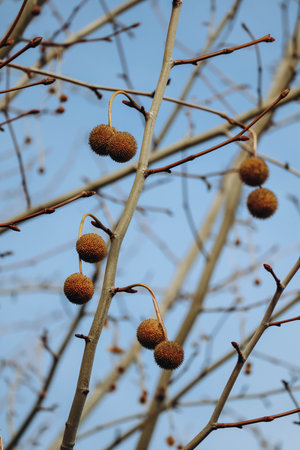 Platane fruits on the trees in winterの写真素材