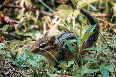 A close-up view of an Eastern chipmunk sitting on green grass in La Mauricie National Park, Quebec, showcasing its striped fur and natural woodland environmentの写真素材