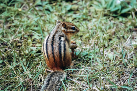 A close-up view of an Eastern chipmunk sitting on green grass in La Mauricie National Park, Quebec, showcasing its striped fur and natural woodland environmentの写真素材