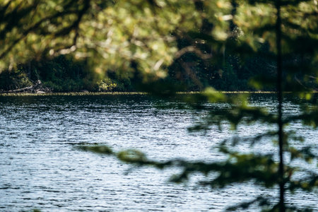 A tranquil lake view framed by soft out-of-focus branches in La Mauricie National Park, Quebecの写真素材