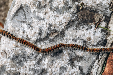 Caterpillars moving in a line on a sunny day