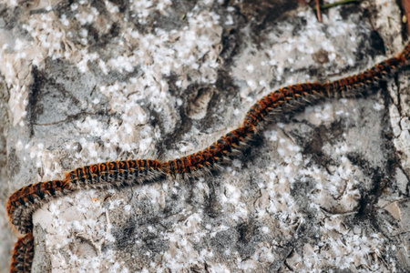 Caterpillars moving in a line across a surface on a sunny day