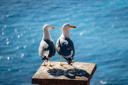 Two seagulls standing on a stone pillar overlooking the Mediterranean Sea