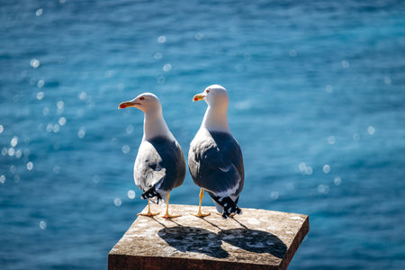 Two seagulls standing on a stone pillar overlooking the Mediterranean Sea