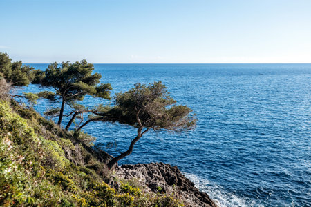Cap Martin coastal landscape with pine trees overlooking the Mediterranean Sea in Roquebrune Cap...