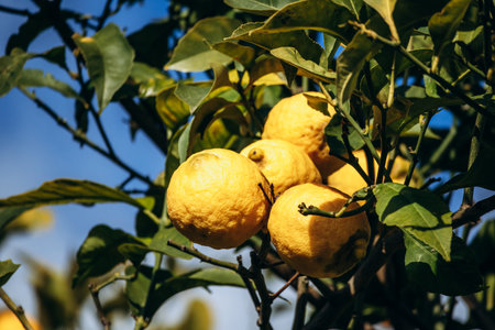 Ripe lemons growing on lemon trees in a garden in Menton on the French Riviera