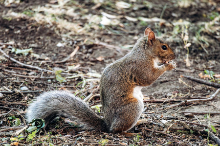 A squirrel sitting on the ground in dry branches and grass, eating in a public park in Montreal.