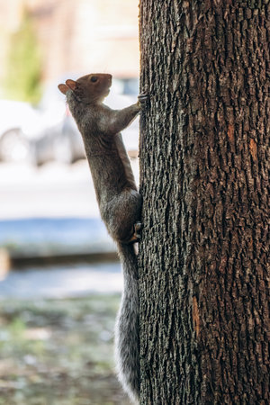 A squirrel climbing a tree in a public park in Montreal.の写真素材