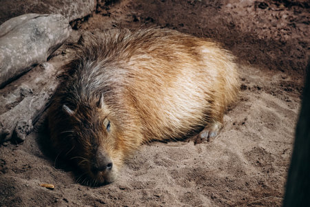 Resting capybara lying on the ground inside the Montreal Biodome exhibit