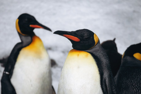 Group of king penguins standing on snow inside a zoo enclosureの写真素材