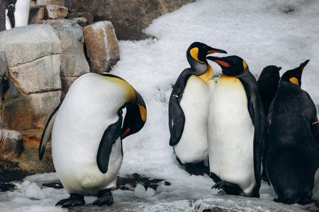 Group of king penguins standing on snow inside a zoo enclosureの写真素材