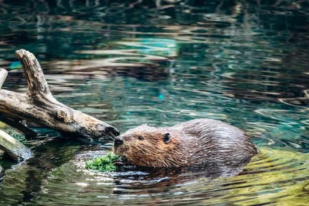 Beaver swimming in a zoo pond near wooden structuresの写真素材