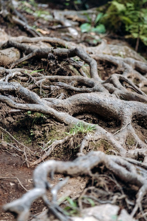 Close-up of exposed tree roots crossing a rugged forest hiking trail on the Eucher Trail near La Baie, highlighting the natural terrain and woodland landscape of Saguenay regionの写真素材