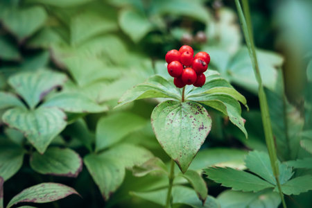 Bunchberry (Cornus canadensis) with bright red berries in forest near Saguenay, Quebecの写真素材