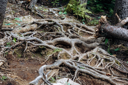 Close-up of exposed tree roots crossing a rugged forest hiking trail on the Eucher Trail near La...