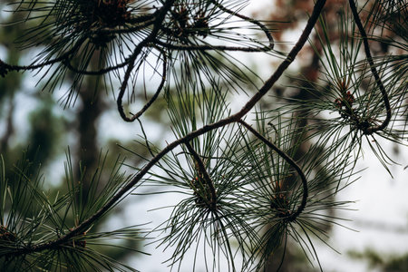 Natural forest scenery along Eucher Trail near La Baie featuring pine branches, moss covered trees...