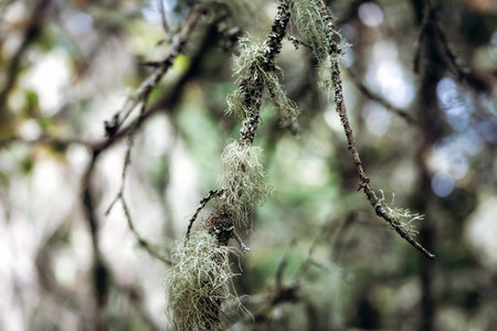 Close-up view of lichen-covered tree branches in a boreal forest along a hiking trail, showcasing...