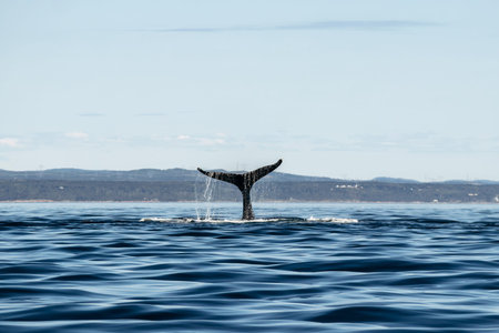Whale tail rising above the water surface in the Saint Lawrence River near Tadoussac, with calm blue waves and distant shoreline under a clear summer skyの写真素材
