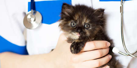A cat having a check-up at a small animal vet clinicの写真素材