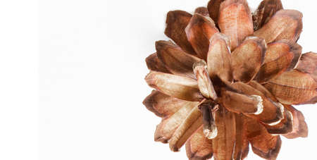 Pine cones isolated on white background. Happy New Year 2021. Christmas mood. Atmosphere