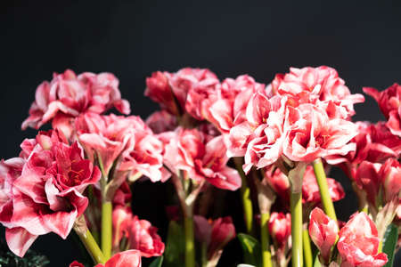 Beautiful pink amaryllis flowers on black wall background. Selective focus.の写真素材