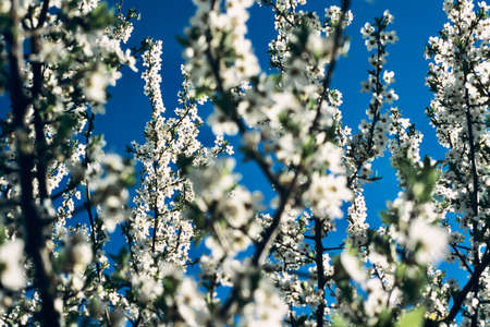 Apricot tree branches full of white flowers during the spring, with deep blue sky background