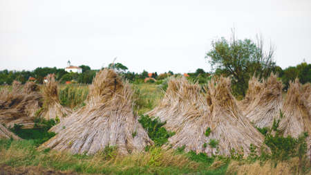 Reed stacks on a green field close to a village with a small white churchの写真素材