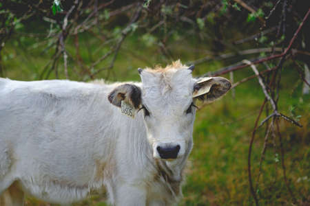 Cute Hungarian Grey calf looking at the camera