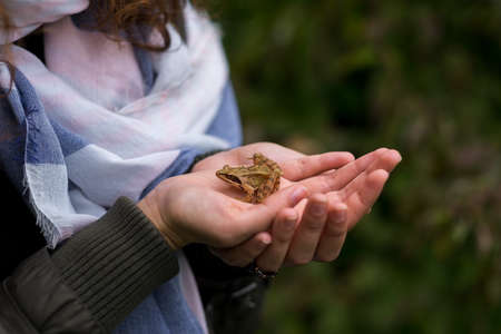 Girl outdoor holding a small brown frog in two handsの写真素材