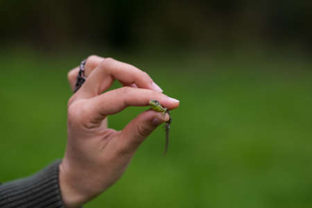 Hand holding a small lizard on green backgroundの写真素材