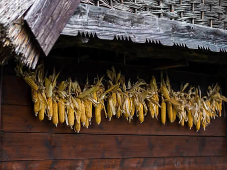 Corn cobs hanging under a traditional  wooden corniceの写真素材