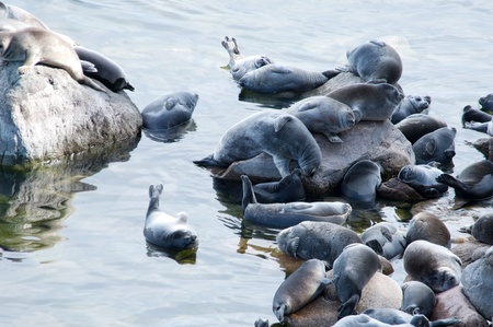 The Baikal seal nerpa bask in the sunの写真素材
