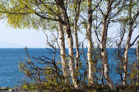 Lake Baikal. Lonely spring trees ashore, Russiaの写真素材