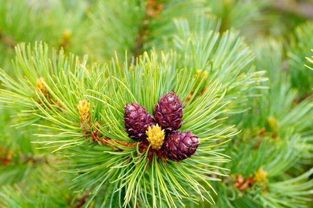 Young larch cone hiding in bright green needles on spring