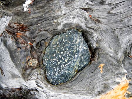 Stone stuck in dry tree, Russia, Siberiaの写真素材