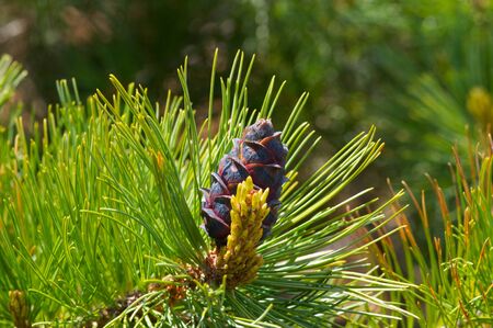 Young larch cone hiding in bright green needles on springの写真素材