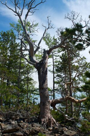 Silhouette of dead dry pine tree against blue sky background, Baikal, Russia