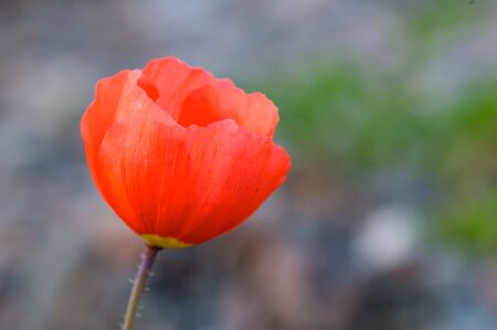 Red poppy and green background, Baikal, Russiaの写真素材
