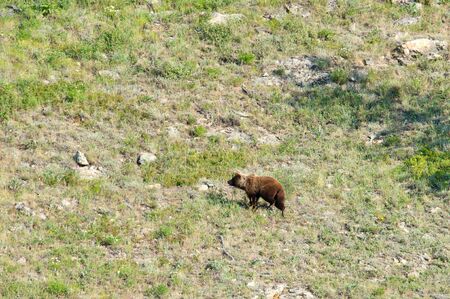young bear up the hill, Baikal lake, Russiaの写真素材