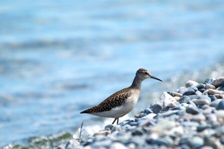 Curlew on the shore of the lake on a background of water, Baikal, Russiaの写真素材