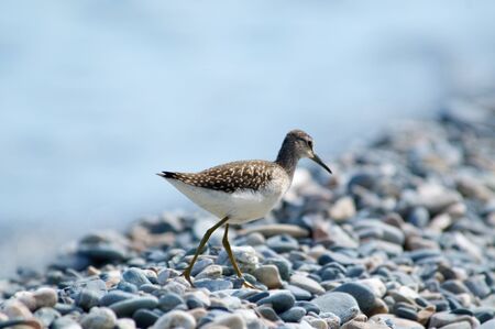 Curlew on the shore of the lake on a background of water, Baikal, Russiaの写真素材