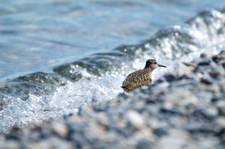 Curlew on the shore of the lake on a background of water, Baikal, Russiaの写真素材