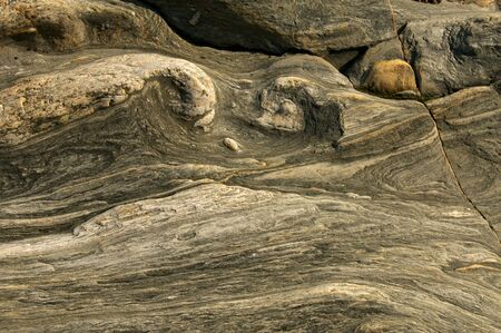 Rough petrified wood textures. Wood turned into stone.の写真素材