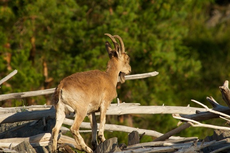 ibex on a background of dead wood, Khakasia, Russiaの写真素材